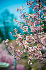 Cherry Blossom in Shinano-Omachi, Japan. April in Japan is very popular about Sakura Cherry Blossom.