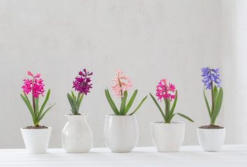 Obraz na płótnie Canvas hyacinth in pot on white background