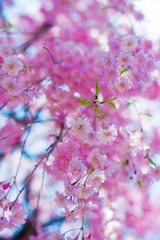 Cherry Blossom in Shinano-Omachi, Japan. April in Japan is very popular about Sakura Cherry Blossom.