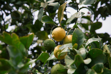 Limoni sull'albero