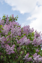 Obraz premium Twigs Beautiful lilac blossoms against the blue sky and clouds. Spring in the city.
