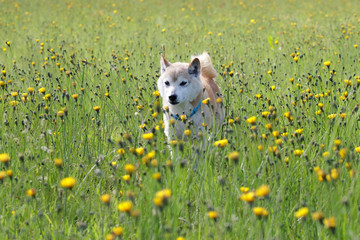 野原で遊ぶ柴犬