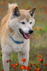 野原で遊ぶ柴犬