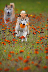 野原で遊ぶ柴犬