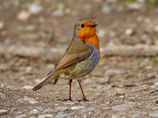 Robin 