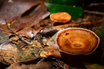 mushroom on leaf