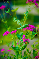 Small nature in Tateyama-machi, Japan. Japan is a country located in the East Asia.