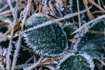 frozen leaves with ice crystals