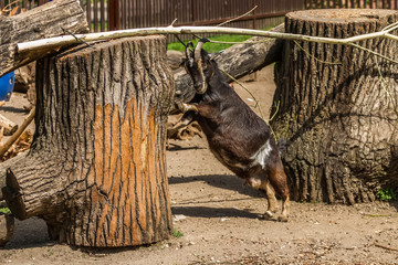 Fototapeta premium The goat in zoo