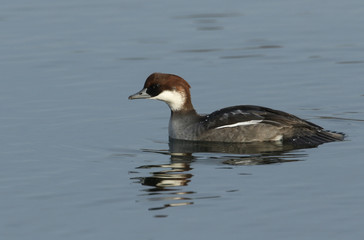 A pretty female Smew (Mergus albellus) swimming on a lake.