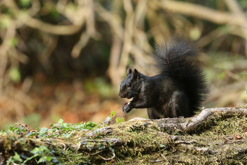 A rare cute Black Squirrel (Scirius carolinensis) eating a nut sitting on a log in woodland.	