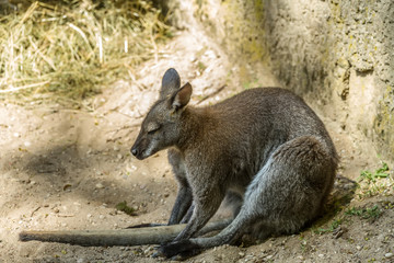 Obraz premium Kengura living in captivity