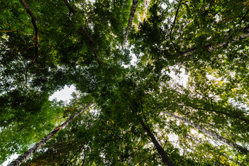 Canopy of trees