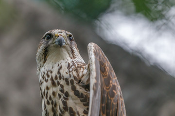 Close-up portrait of falcon