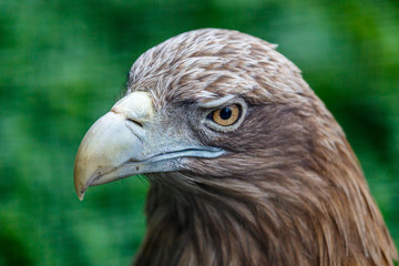 Close-up portrait of eagle