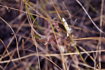 Pyrgus albescens or the white checkered skipper tiny butterfly sitting  on dry grass, front view, looking straight, blurry bokeh background