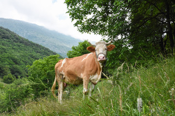 Naklejka premium Cow on meadow in mountain. Cow grazing, the concept of agriculture