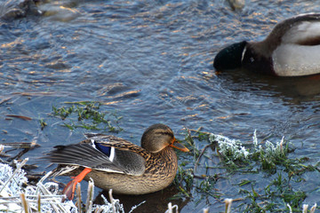 wild herd of duck to swim on cold river in snow and ice