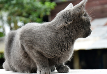Cute little black cat, sitting on a white brick wall on a background blurred in the garden.