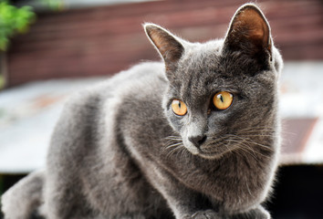 Cute little black cat, sitting on a white brick wall on a background blurred in the garden.