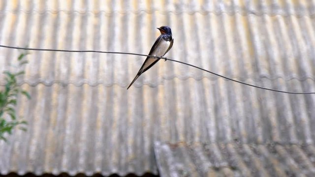 One swallow is sitting on a wire and calling someone. The swallow opens its beak. Swallows sit on the wire. Dovetail rally. Birds in the yard. wild nature