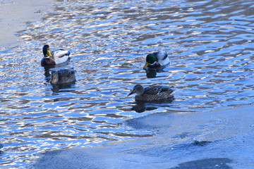 wild herd of duck to swim on cold river in snow and ice