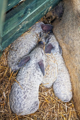 Mangalitsa pigs