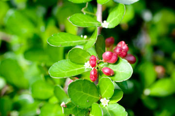 ハリツルマサキの赤い実