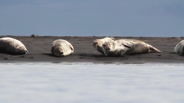 Iceland Seals on the shore Beautiful steady shot of seals and arctic tern birds on the shore in Iceland