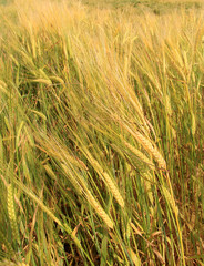 Large field of fresh wheat in countryside