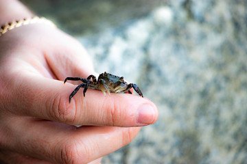 Small crab
