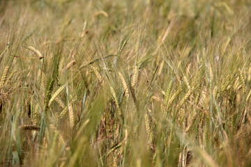 Large field of fresh wheat in countryside