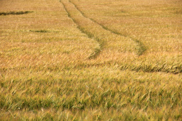 Large field of fresh wheat in countryside