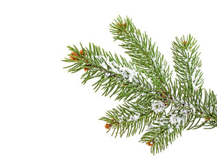 Christmas tree branch with snow, white background.