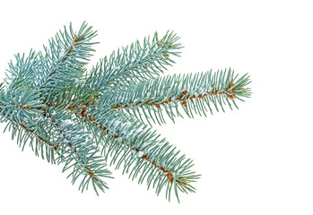 Blue spruce twig with snow isolated on white background
