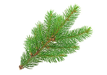 Branch of Christmas tree isolated on white background