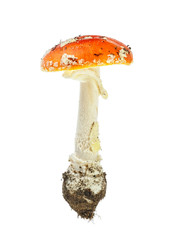 Red poison mushroom isolated on white background. Amanita muscaria, fly agaric.