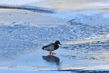 wild herd of duck to swim on cold river in snow and ice