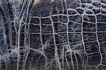 Crocodile skin texture
