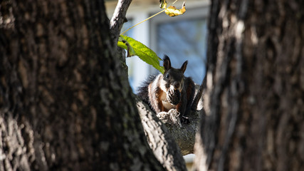 Squirrel on a branch