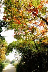 東京港野鳥公園の紅葉