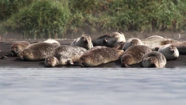Iceland Seals on the shore Beautiful steady shot of seals and arctic tern birds on the shore in Iceland