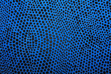 Blue leather of salamander