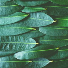Green leaf arranged into pattern texture background, tropical nature wallpaper texture, copy space....