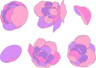 Collection of vevtor cartoon rose flower and petal illustrations