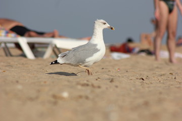 seagull on the beach