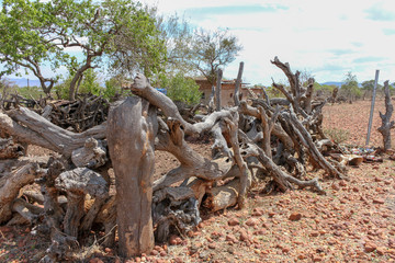 Livestock fence in Africa