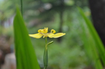 Obraz premium Flower in Garden
