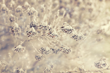 winter background /beautiful frozen plants