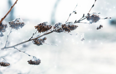 winter background /beautiful frozen plants